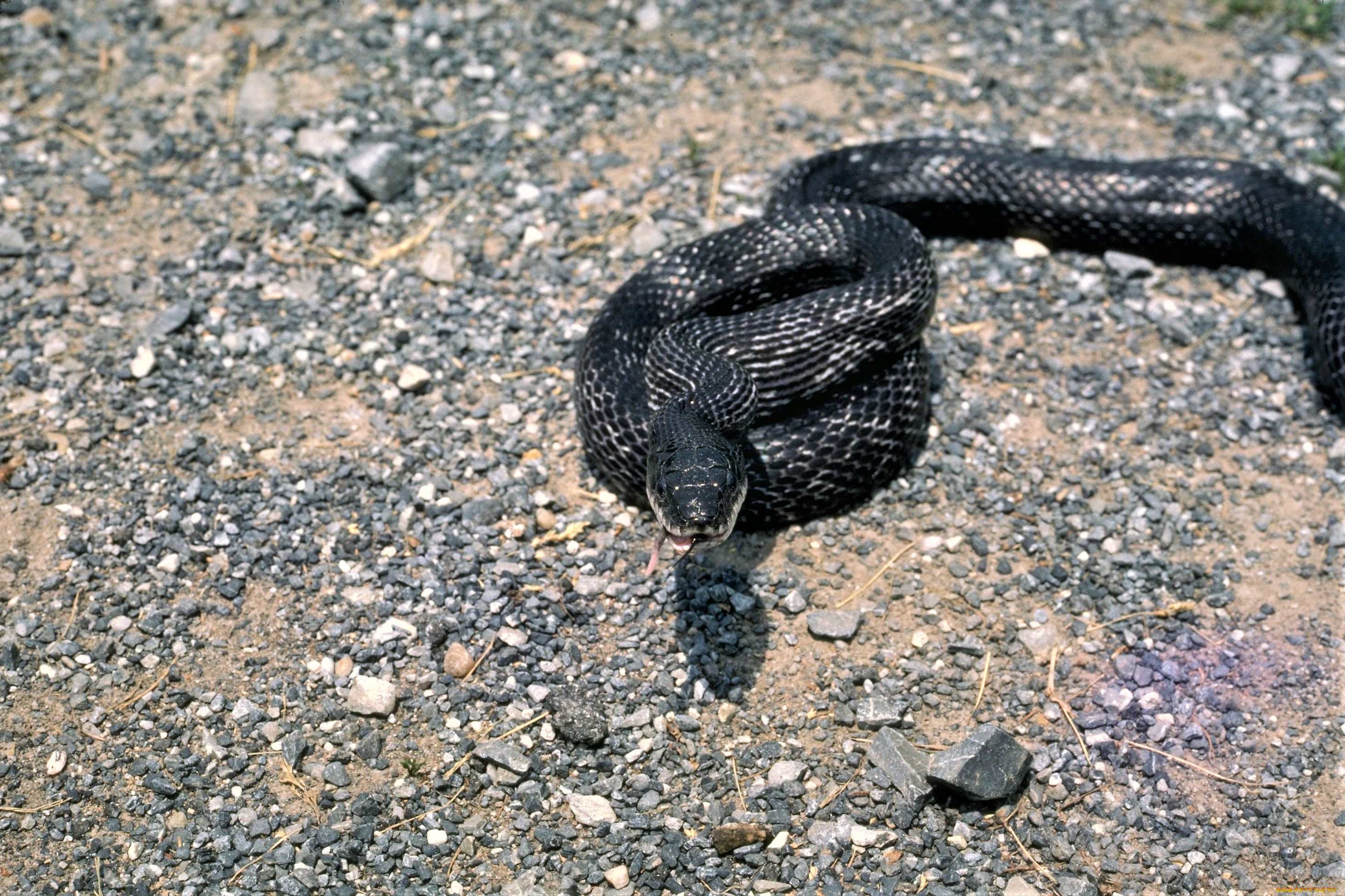 Камень змейкой. Гадюка Уральская. Гадюка Никольского (Vipera nikolskii). Чёрная гадюка змея. Гадюка Уральская черная.